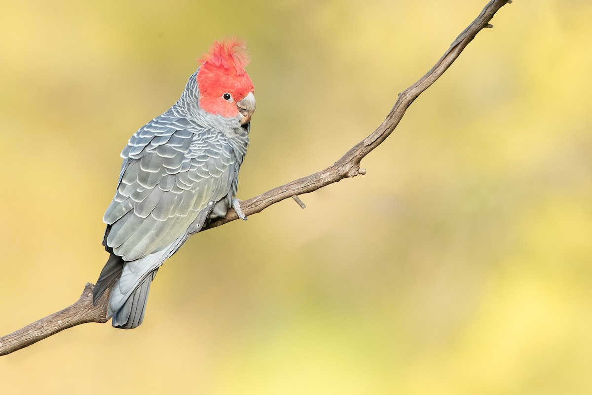 Gang-gang Cockatoo - ML576048981