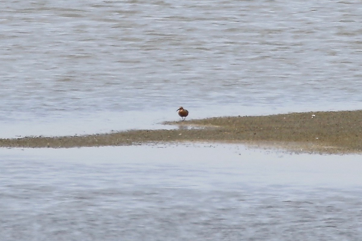 Red Knot - ML57604931