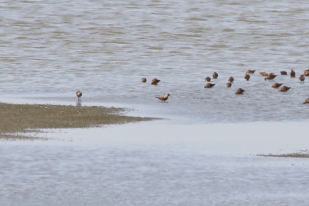 Red Knot - ML57604961