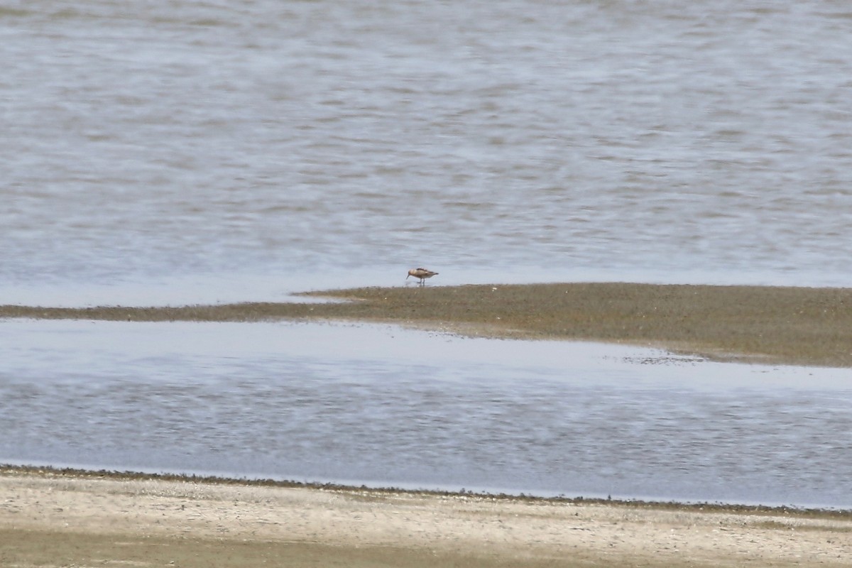 Red Knot - ML57604971
