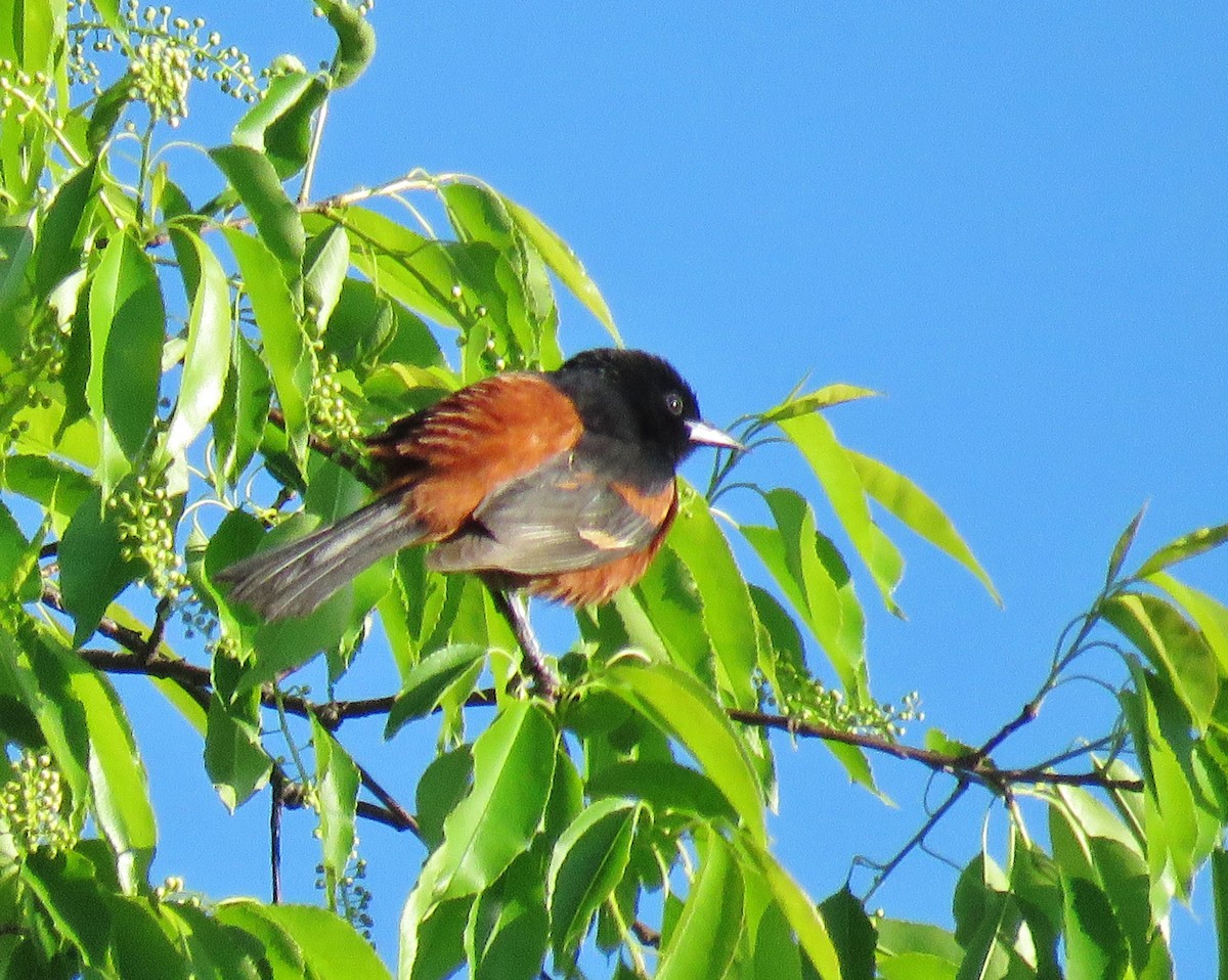 Orchard Oriole - ML57605051