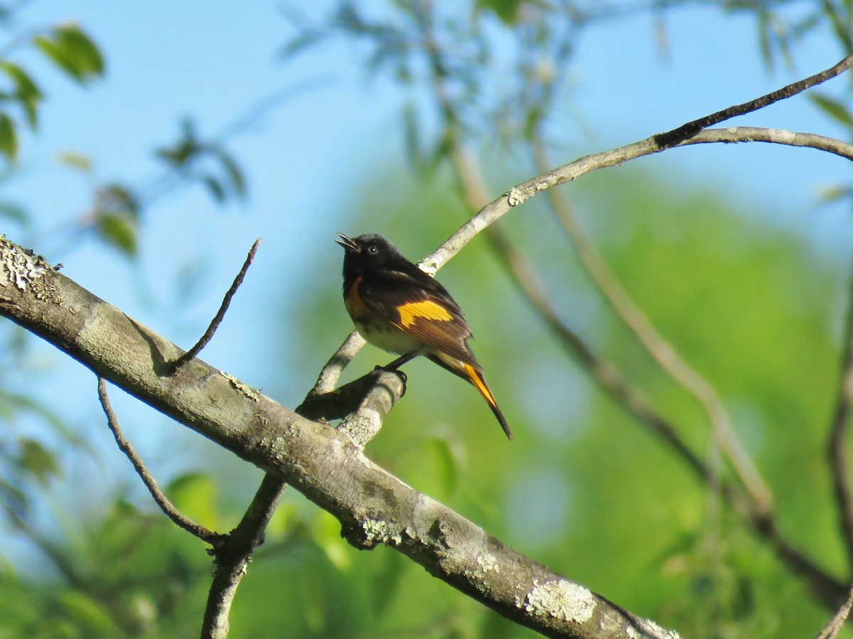 American Redstart - ML57605061