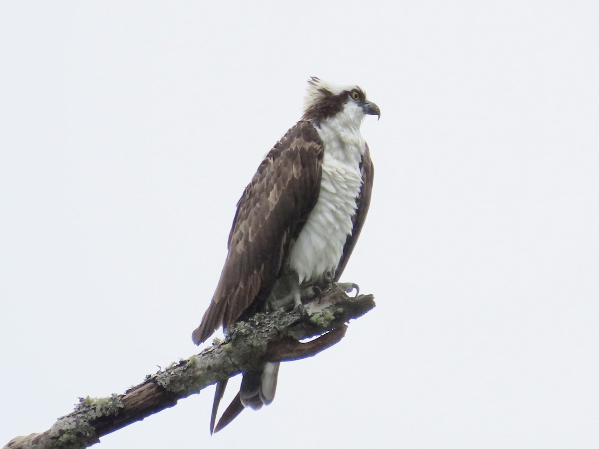 Osprey - ML576053071