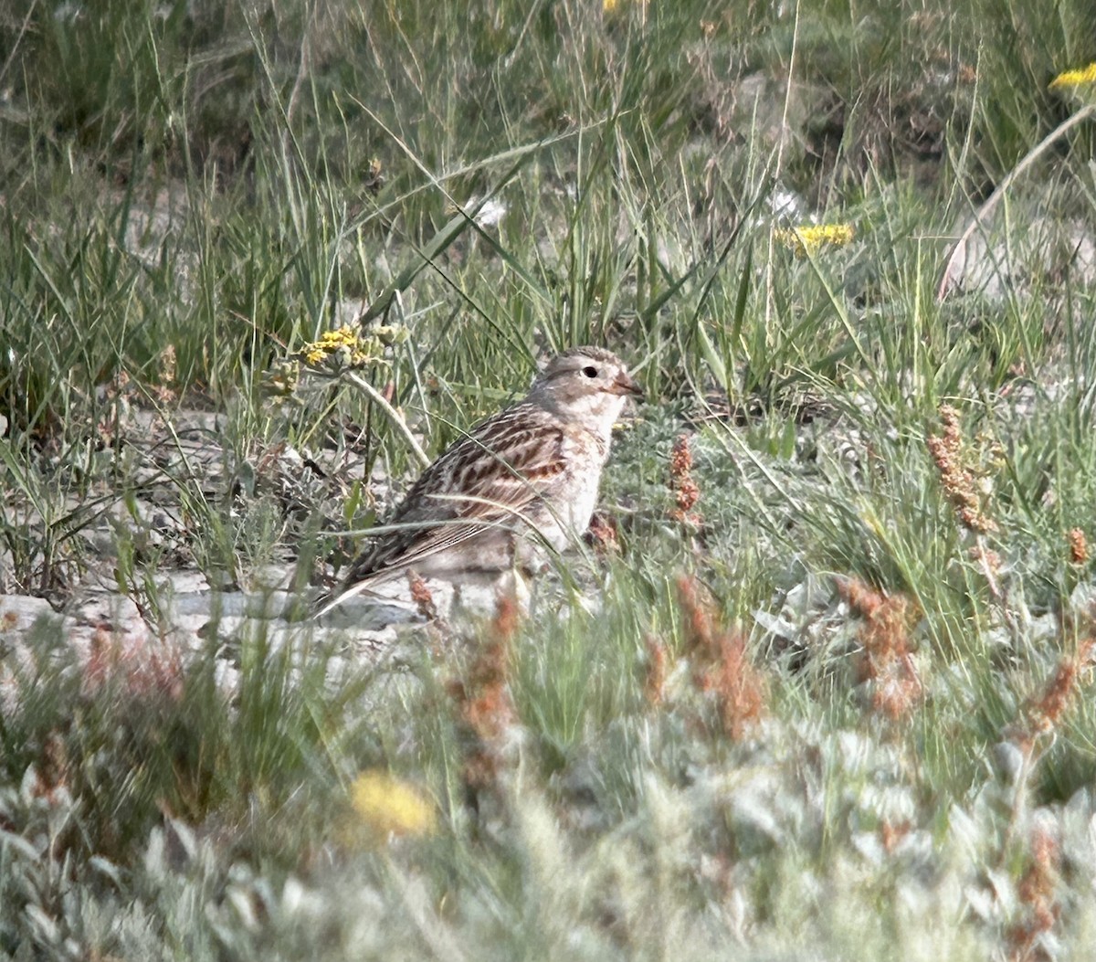 Thick-billed Longspur - ML576053531