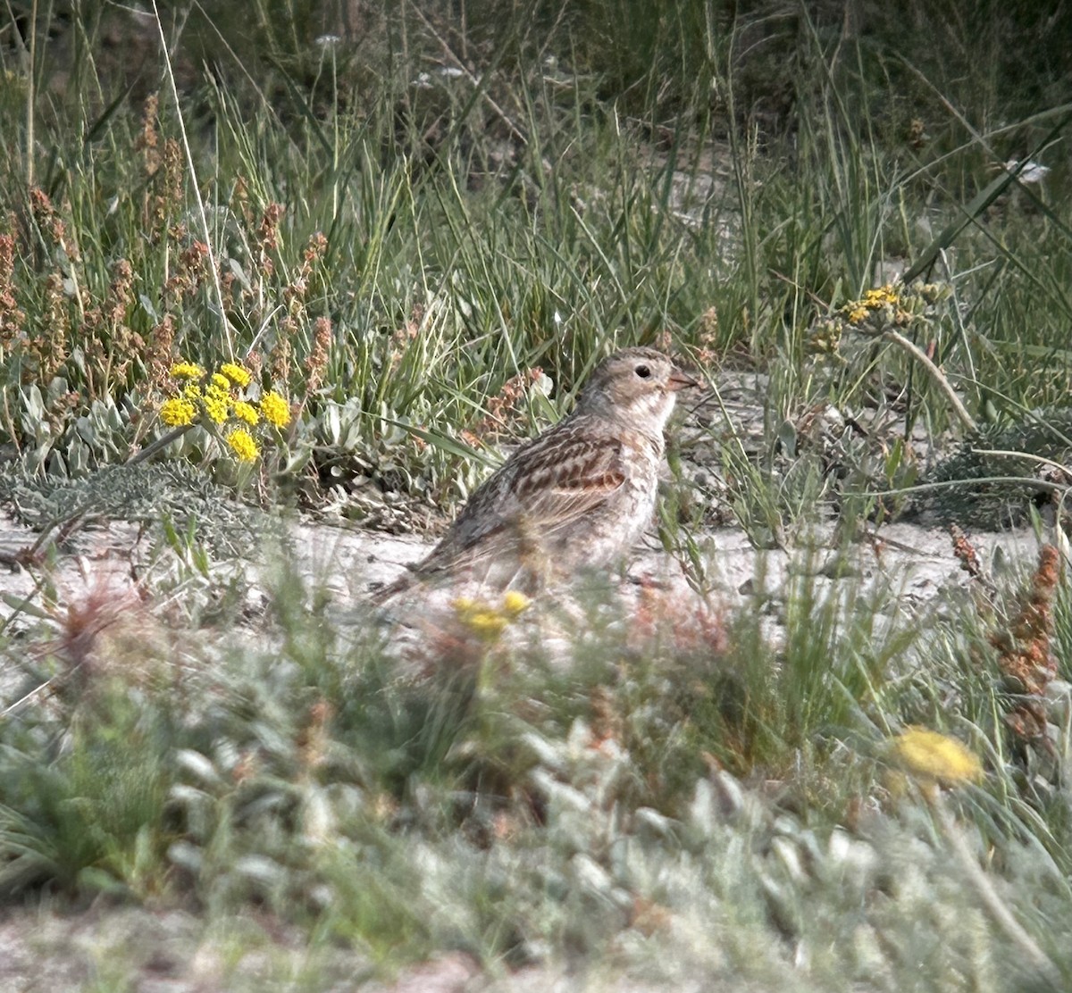 Thick-billed Longspur - ML576053551