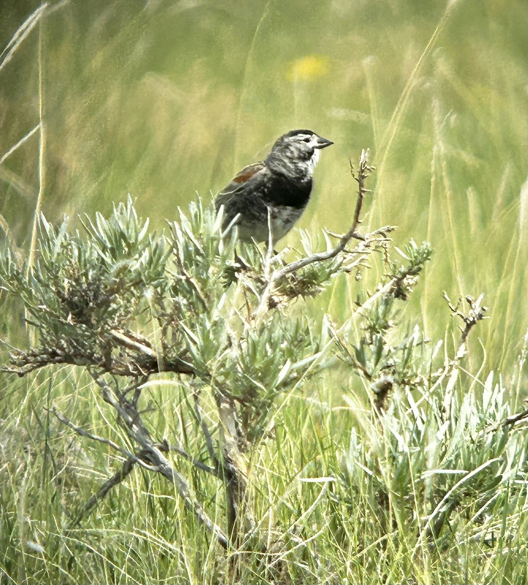 Thick-billed Longspur - ML576053861