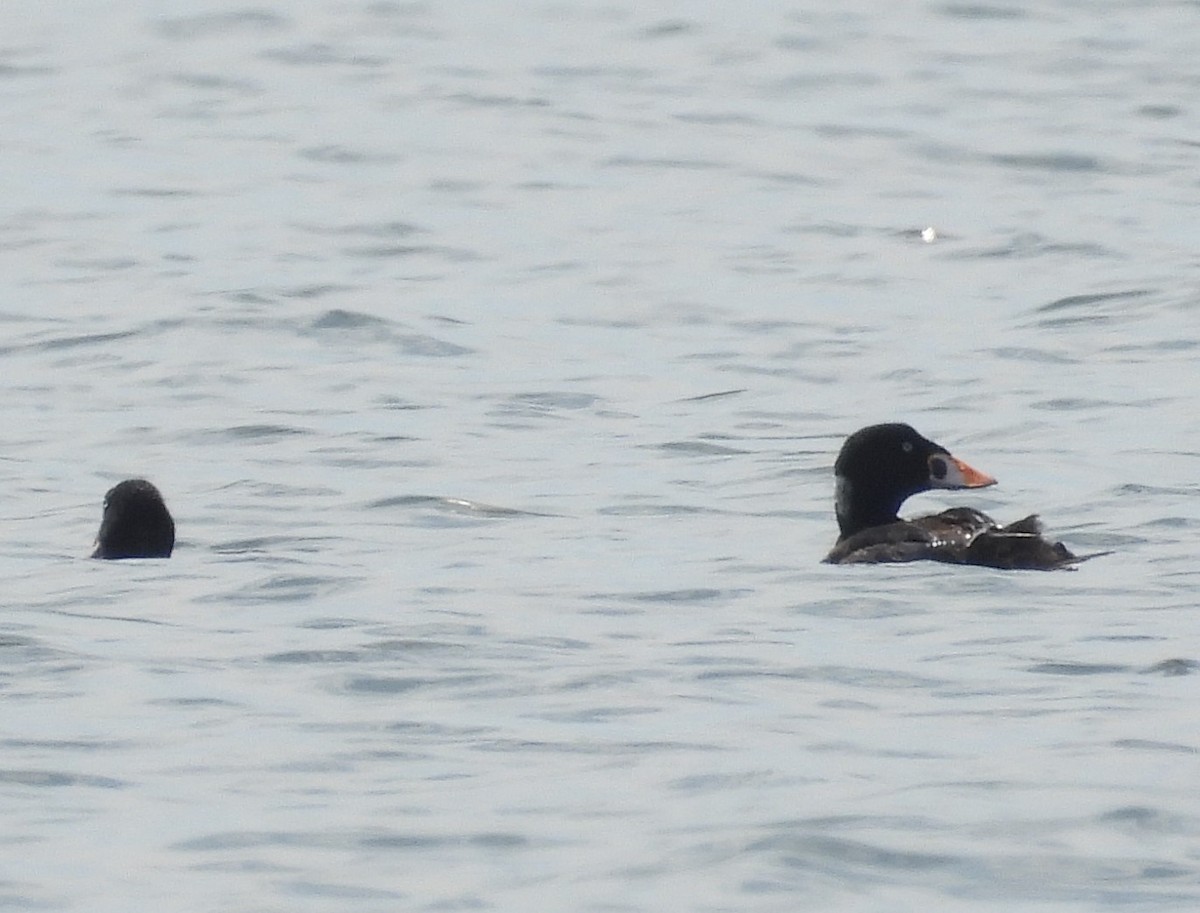 Surf Scoter - J. N.B.