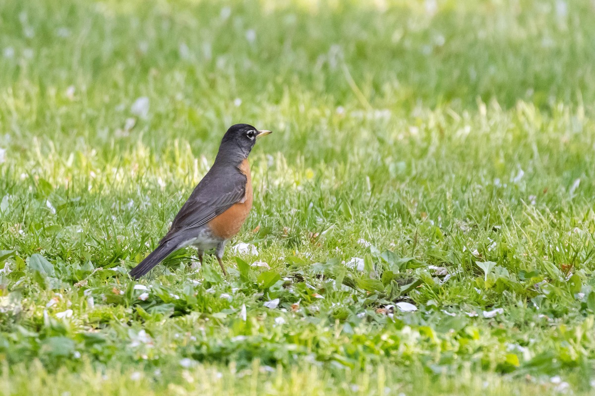 Zorzal Americano (grupo migratorius) - ML576054661