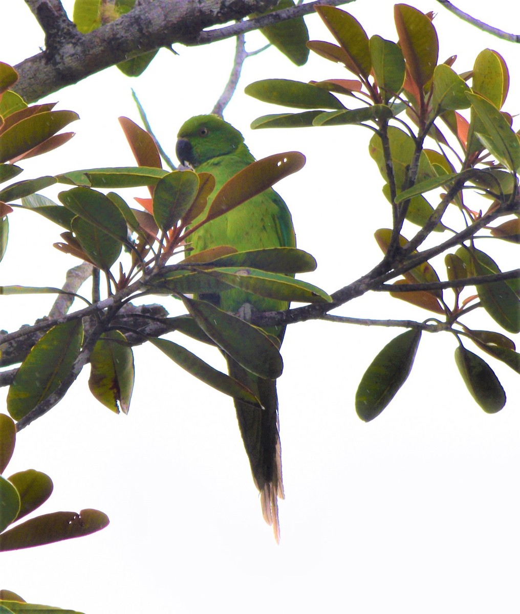 Echo Parakeet - Dan  Reddington