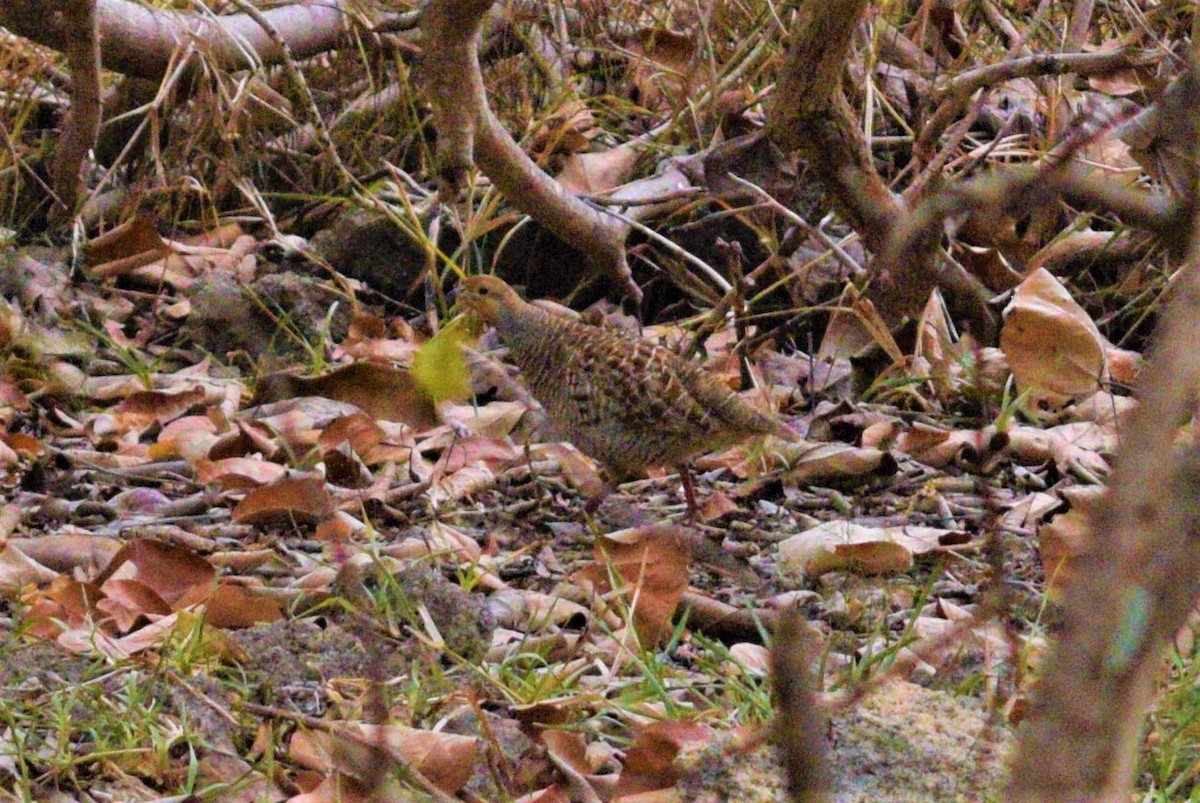 Gray Francolin - Dan  Reddington