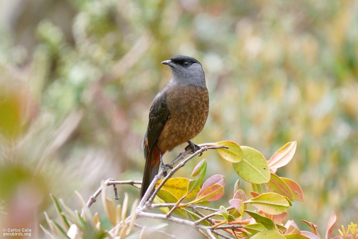 kotinga peruánská - ML576056271