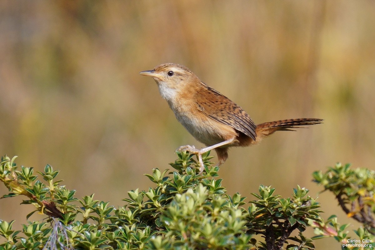 Grass Wren - Carlos Calle Quispe