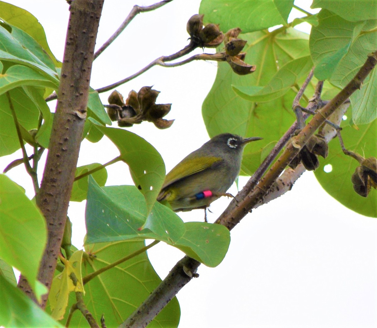 Mauritius-Olivbrillenvogel - ML576056401