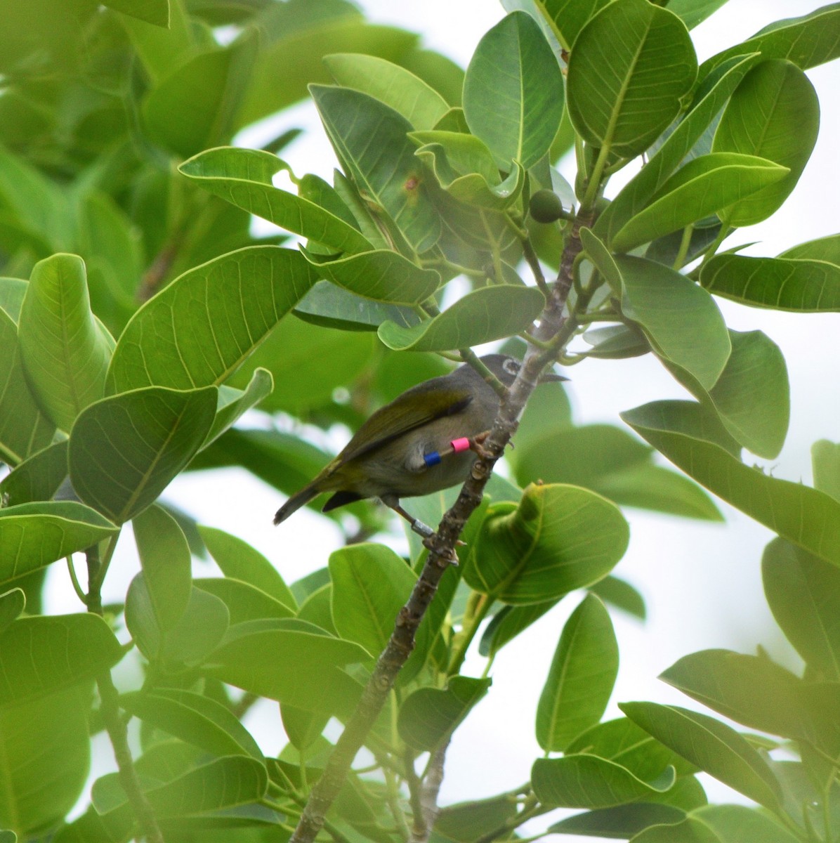 Mauritius-Olivbrillenvogel - ML576056421