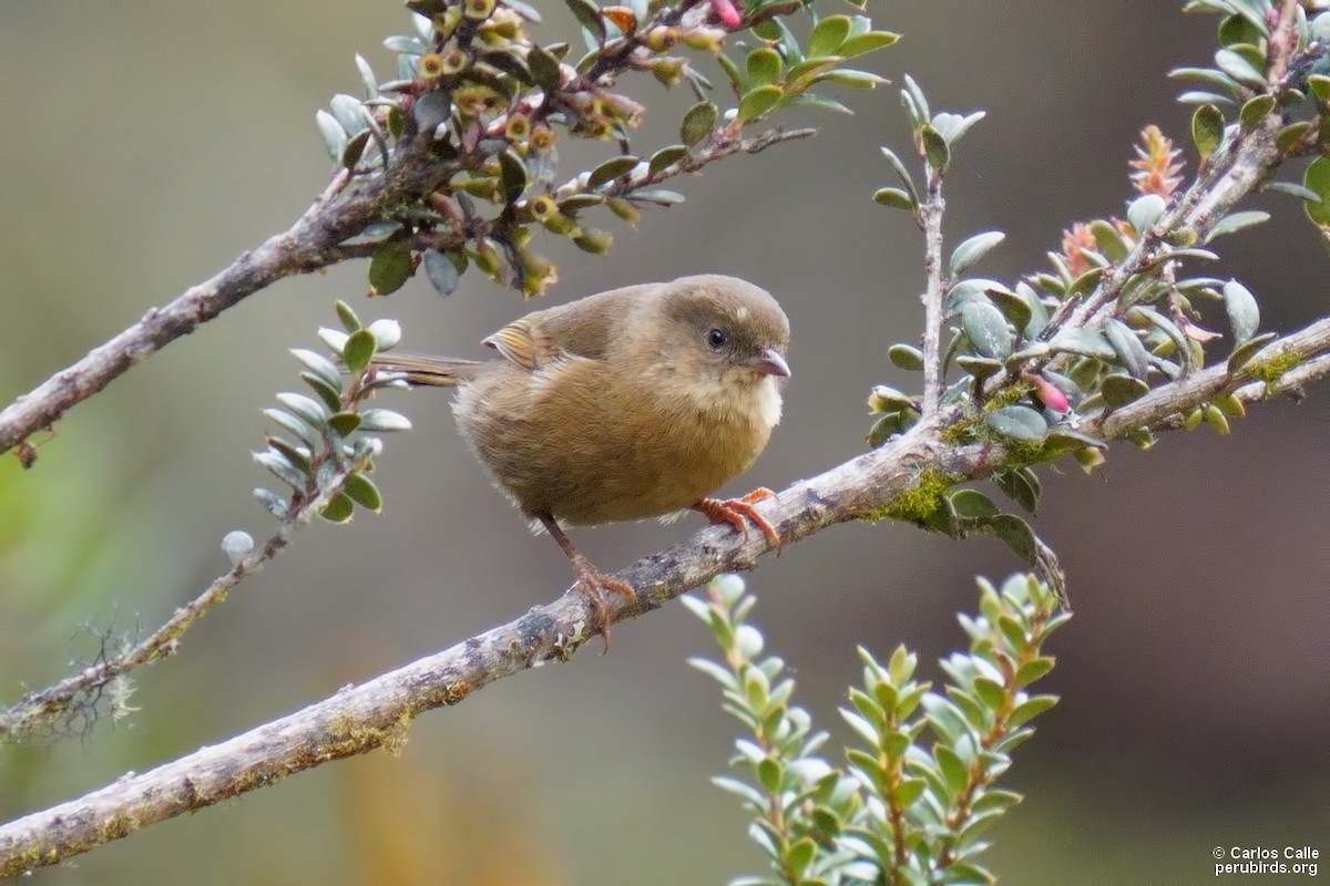 Tangara Pardusca - ML576056601