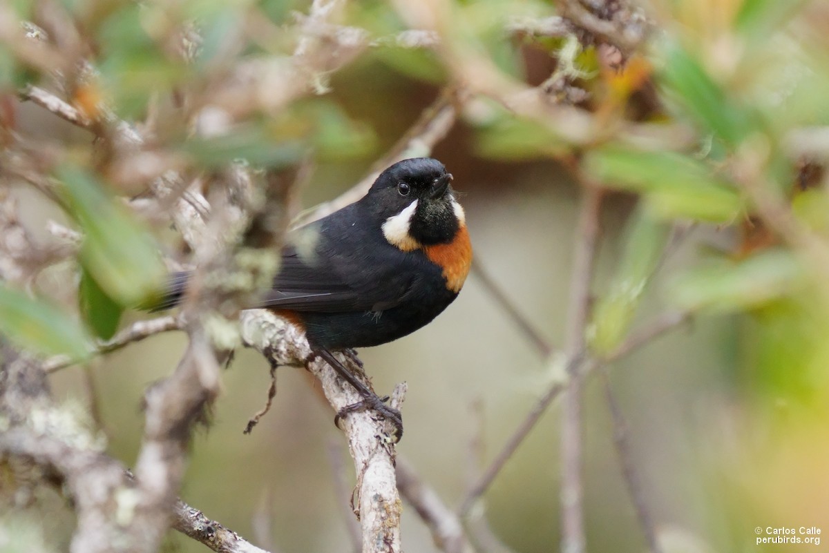 Moustached Flowerpiercer (pectoralis) - ML576056691