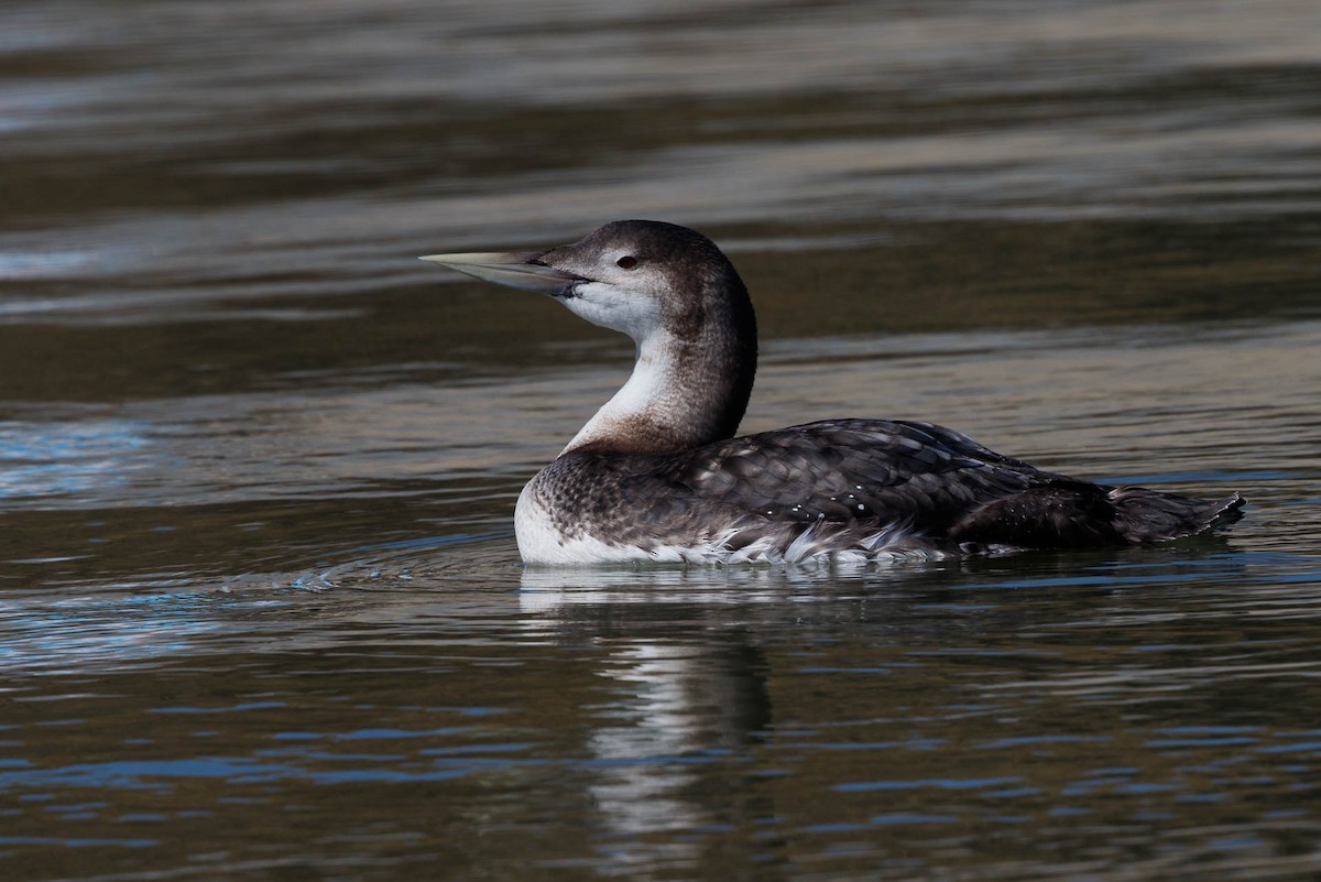 Yellow-billed Loon - ML57605721