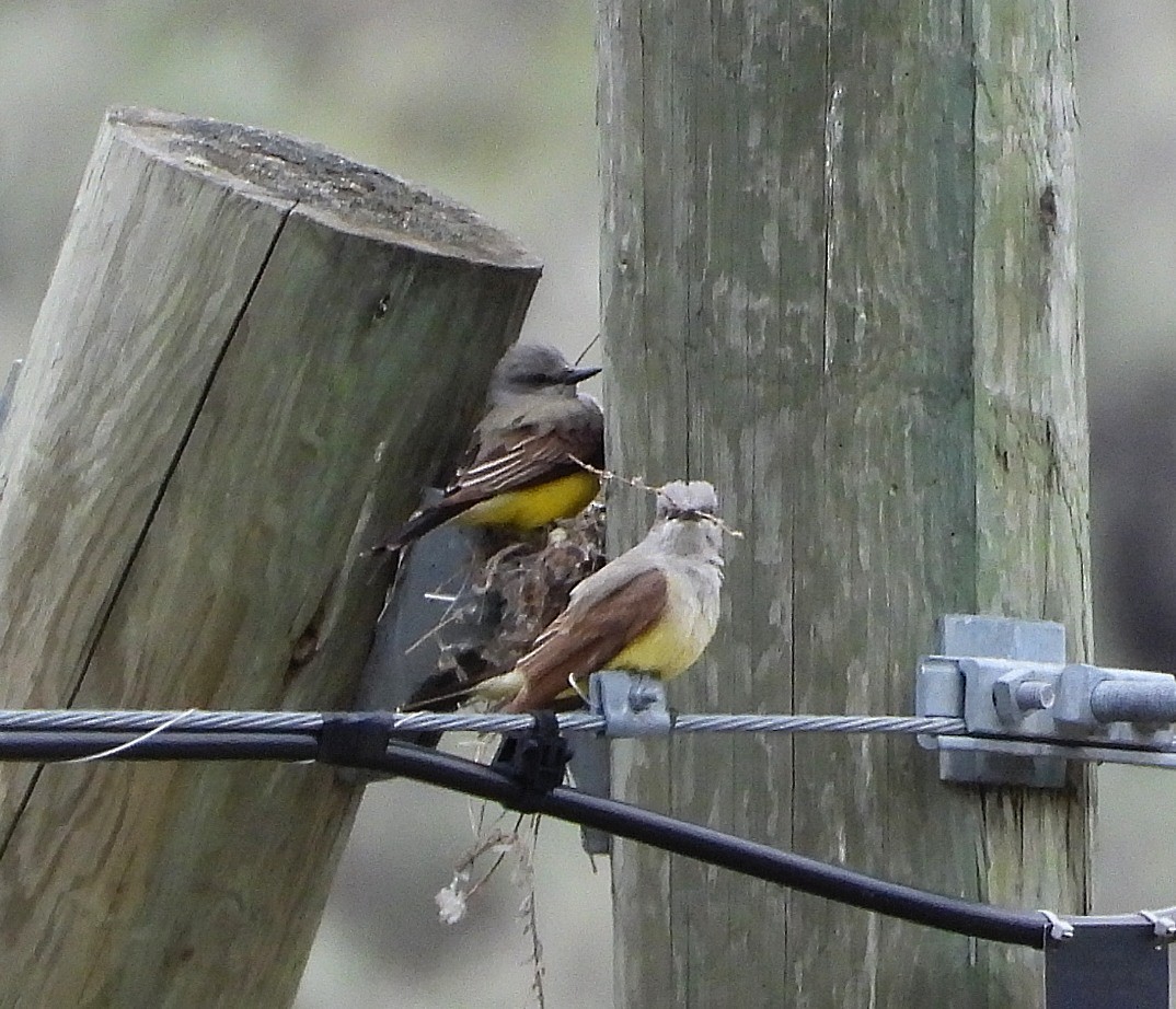 Western Kingbird - ML576058721