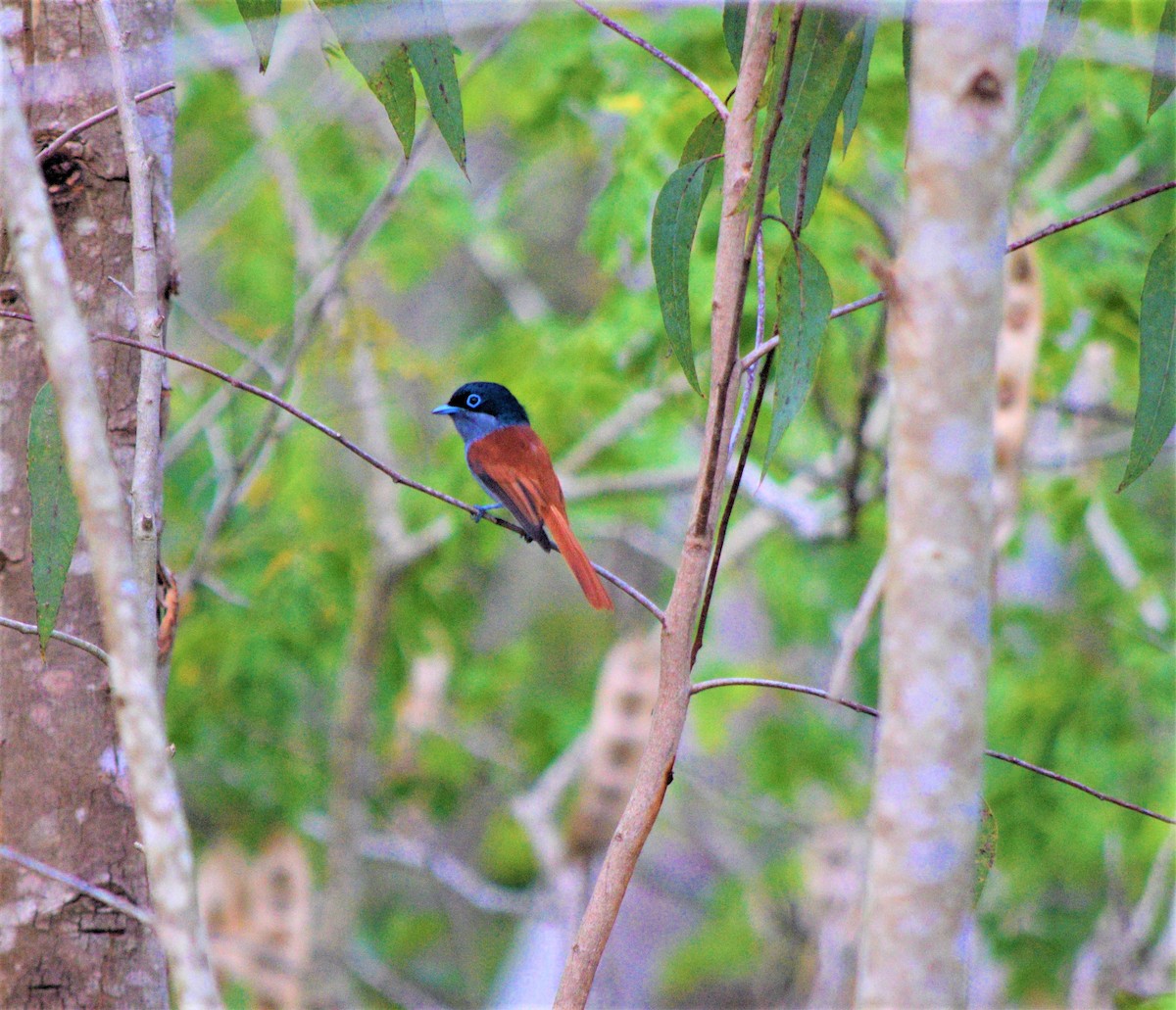 Maskarenenparadiesschnäpper - ML576059751