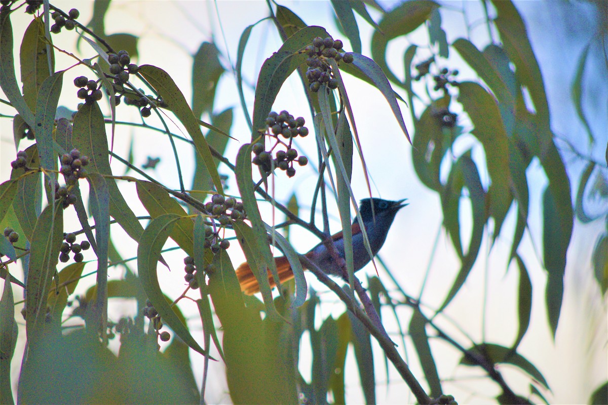 Mascarene Paradise-Flycatcher - Dan  Reddington