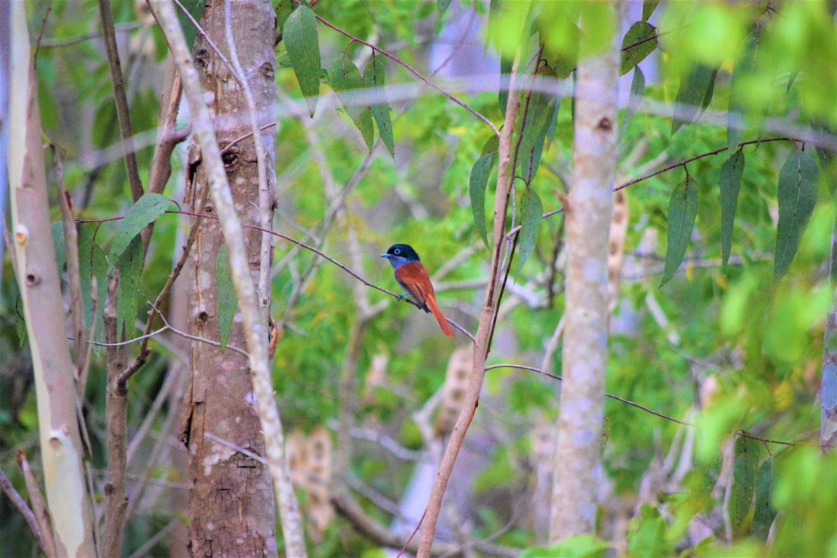 Mascarene Paradise-Flycatcher - ML576059801