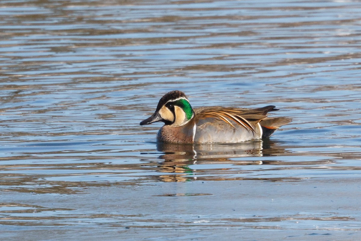 Baikal Teal - Stuart Price