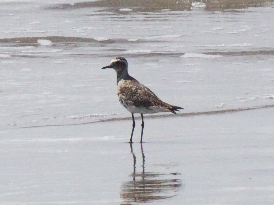 American/Pacific Golden-Plover (Lesser Golden-Plover) - ML57606091