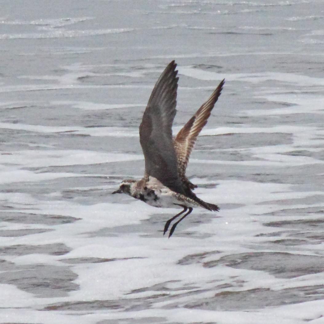 American/Pacific Golden-Plover (Lesser Golden-Plover) - ML57606111