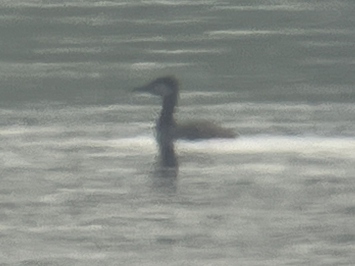 Red-necked Grebe - Eric Heisey