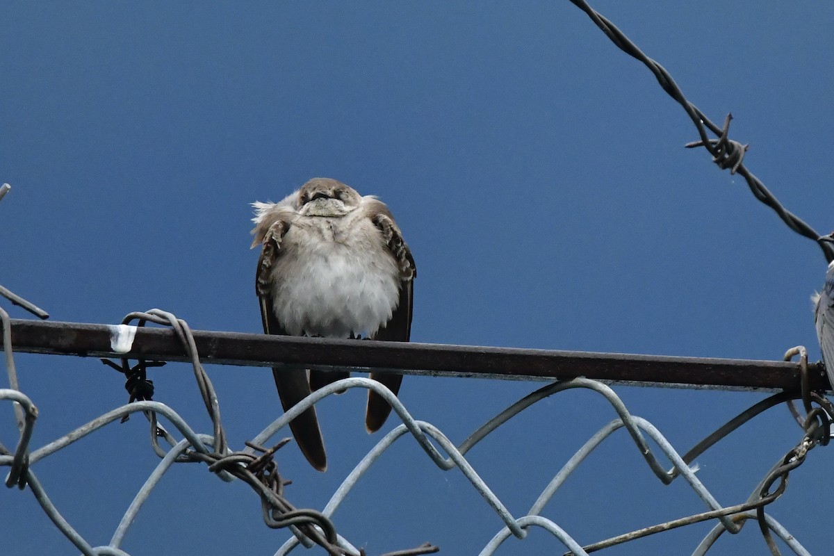 Northern Rough-winged Swallow - Julia Flesaker
