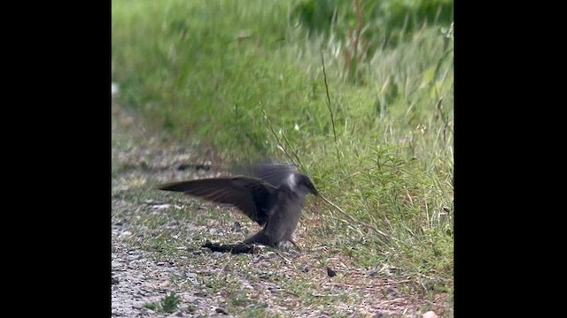 Purple Martin - ML576062021