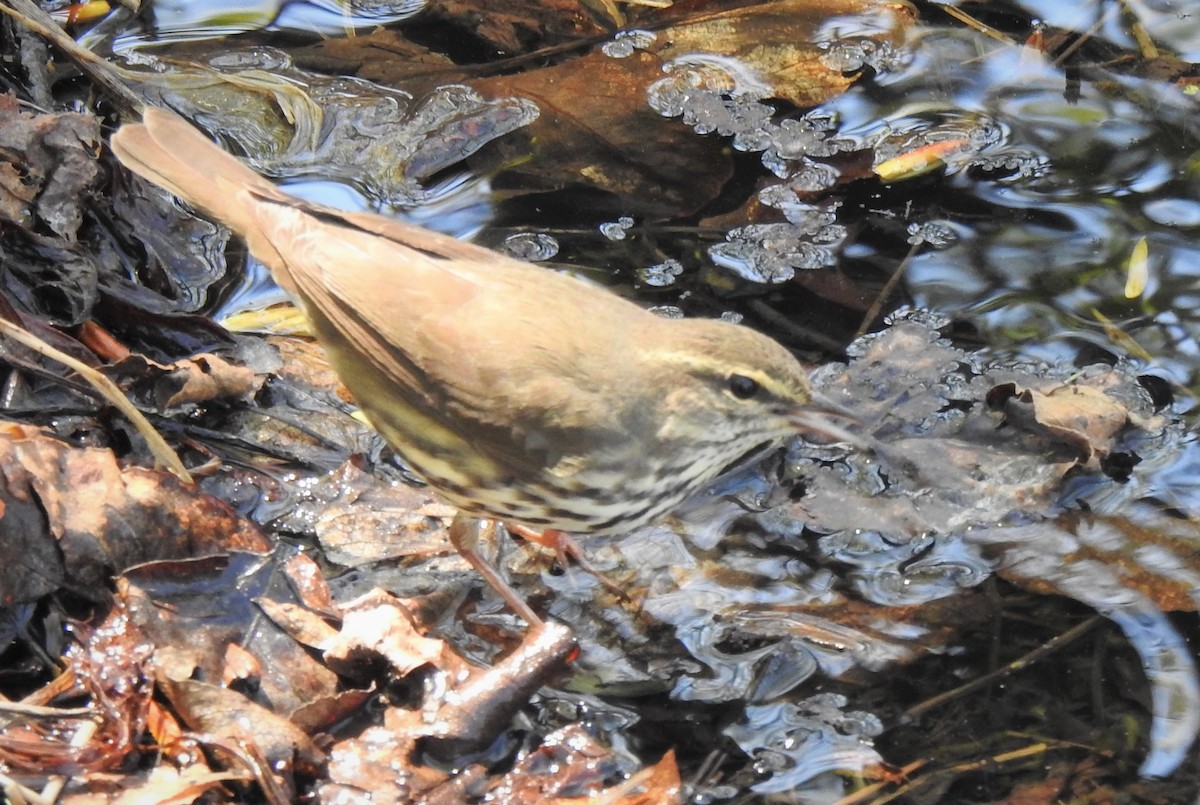 Northern Waterthrush - ML576062491