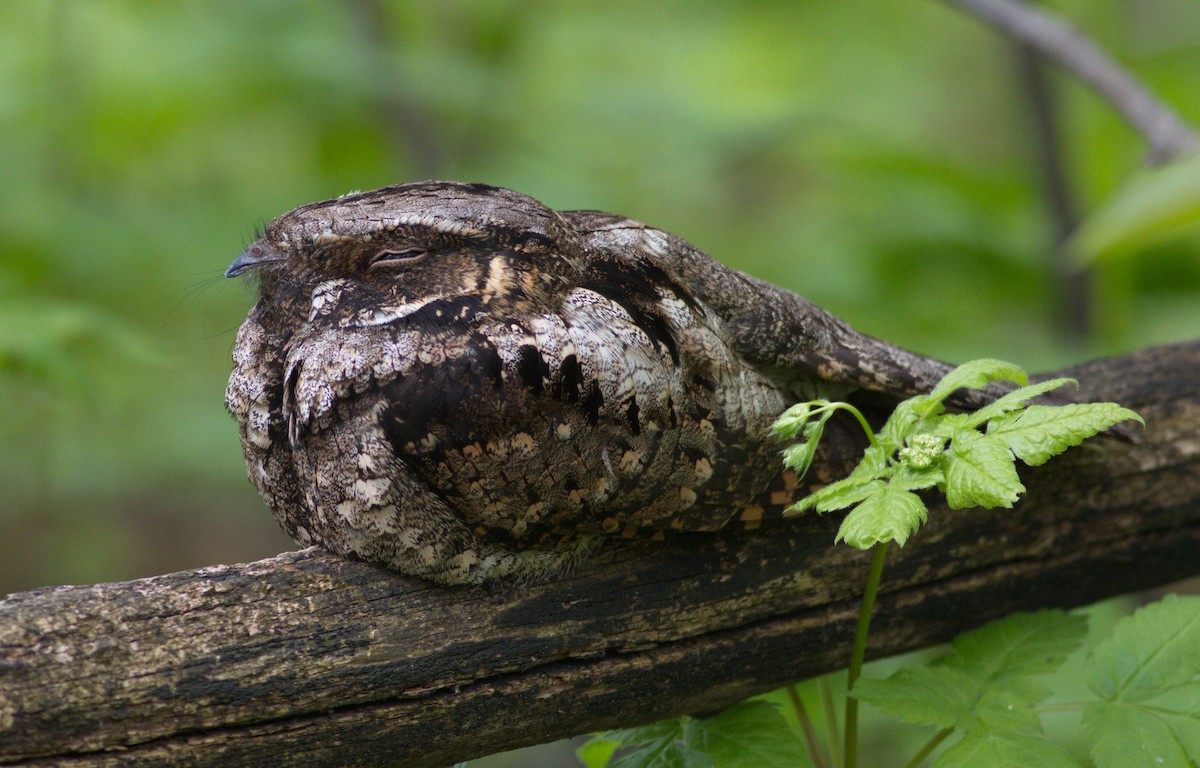 lelek křiklavý - ML576063231