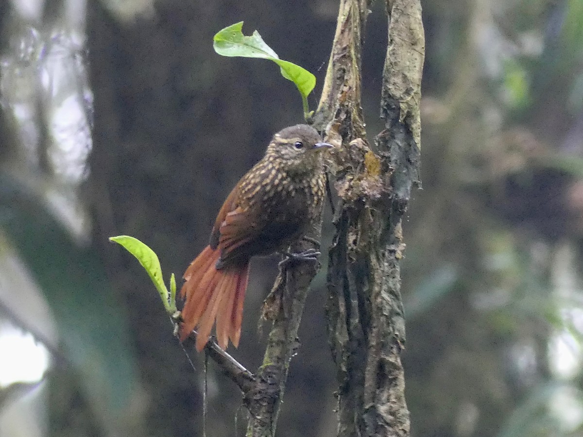 Rusty-winged Barbtail - ML576063411