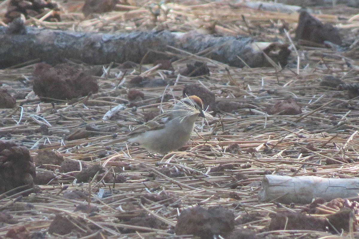 Chipping Sparrow - ML576063701