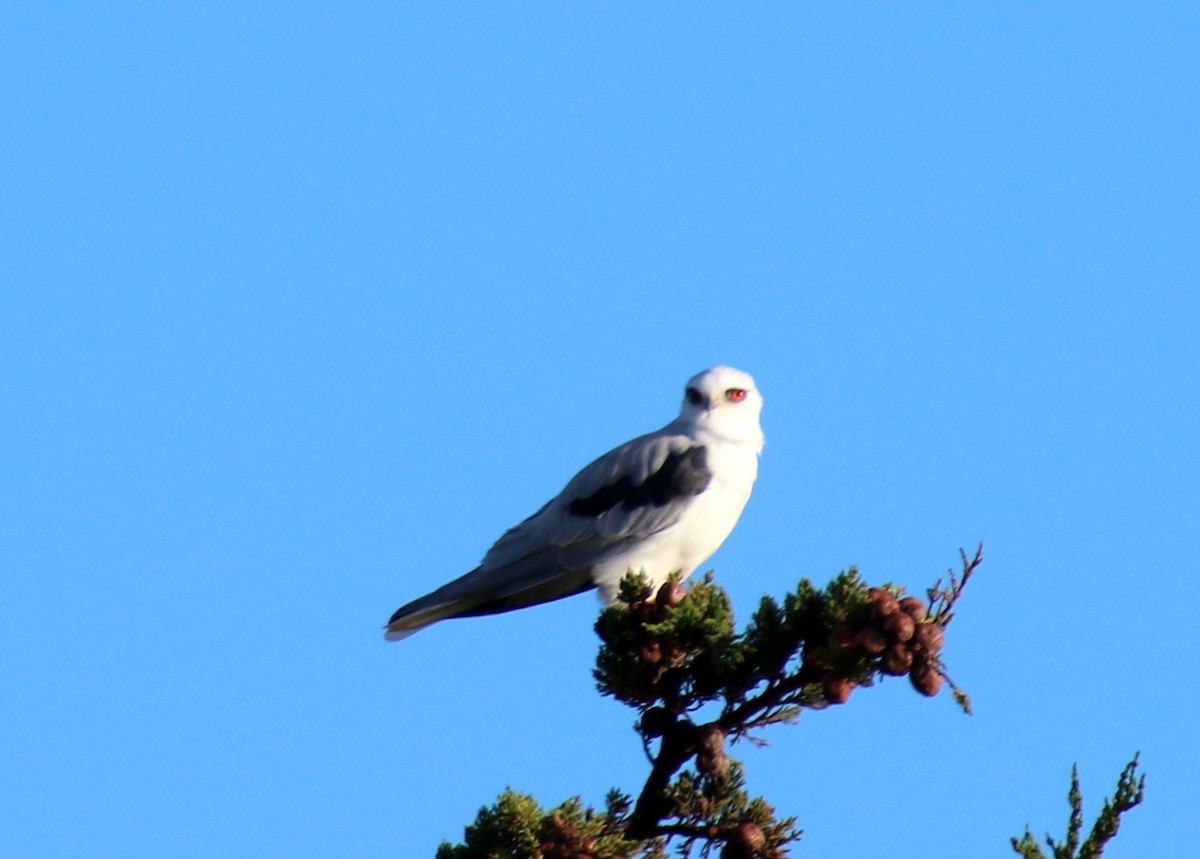 White-tailed Kite - ML576064171