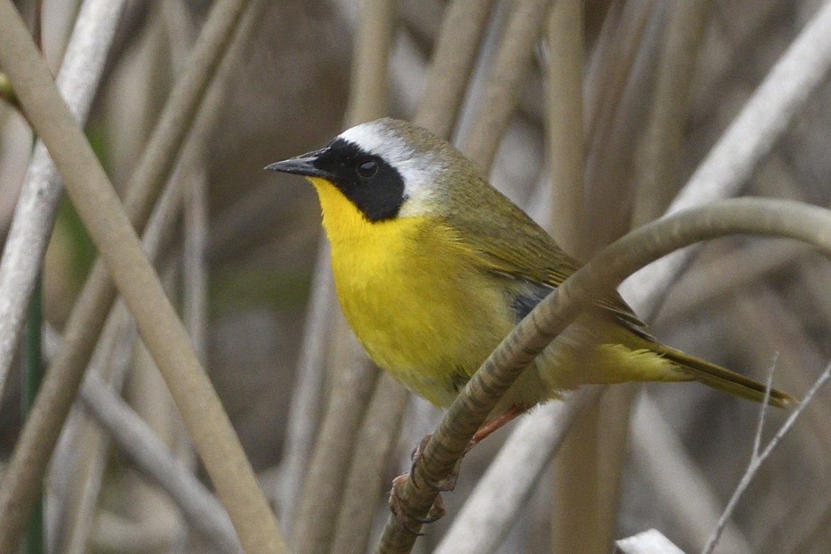Common Yellowthroat - ML576066971
