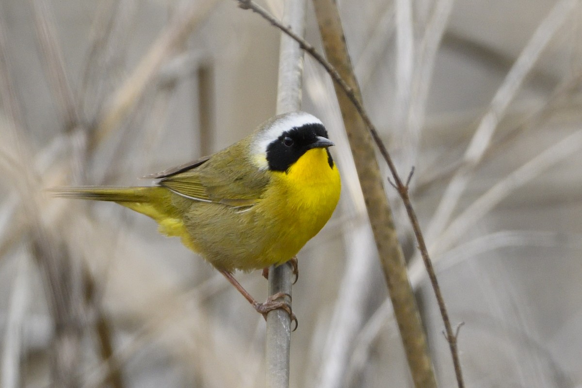 Common Yellowthroat - ML576066981