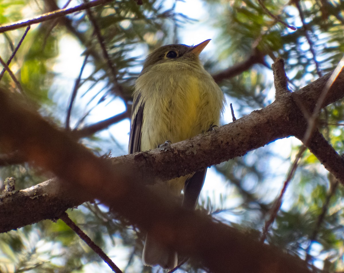 Yellow-bellied Flycatcher - ML576067241