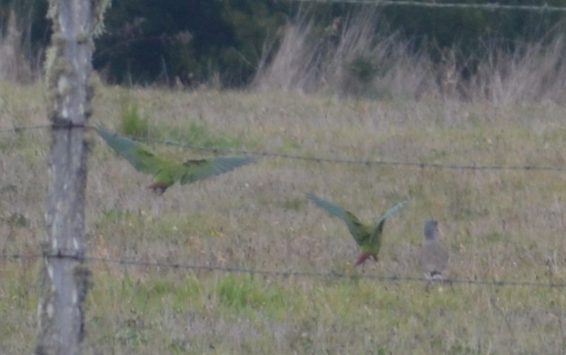 Slender-billed Parakeet - ML576067441