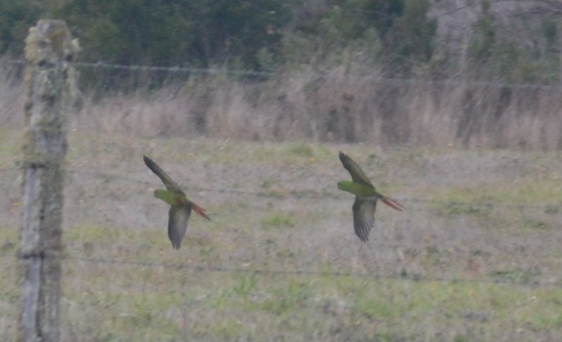 Slender-billed Parakeet - ML576067481