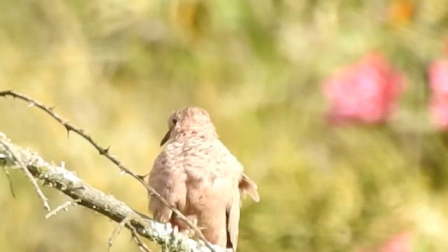 Common Ground Dove - ML576067551