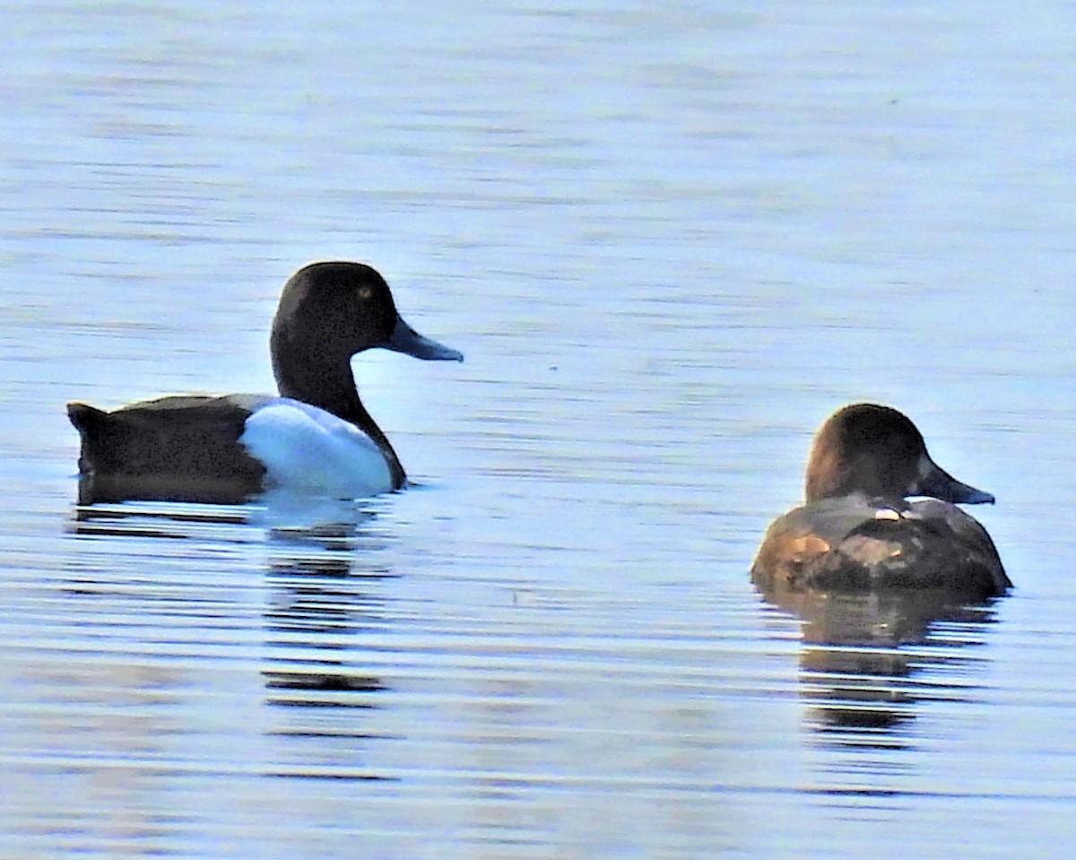Greater Scaup - ML576067591