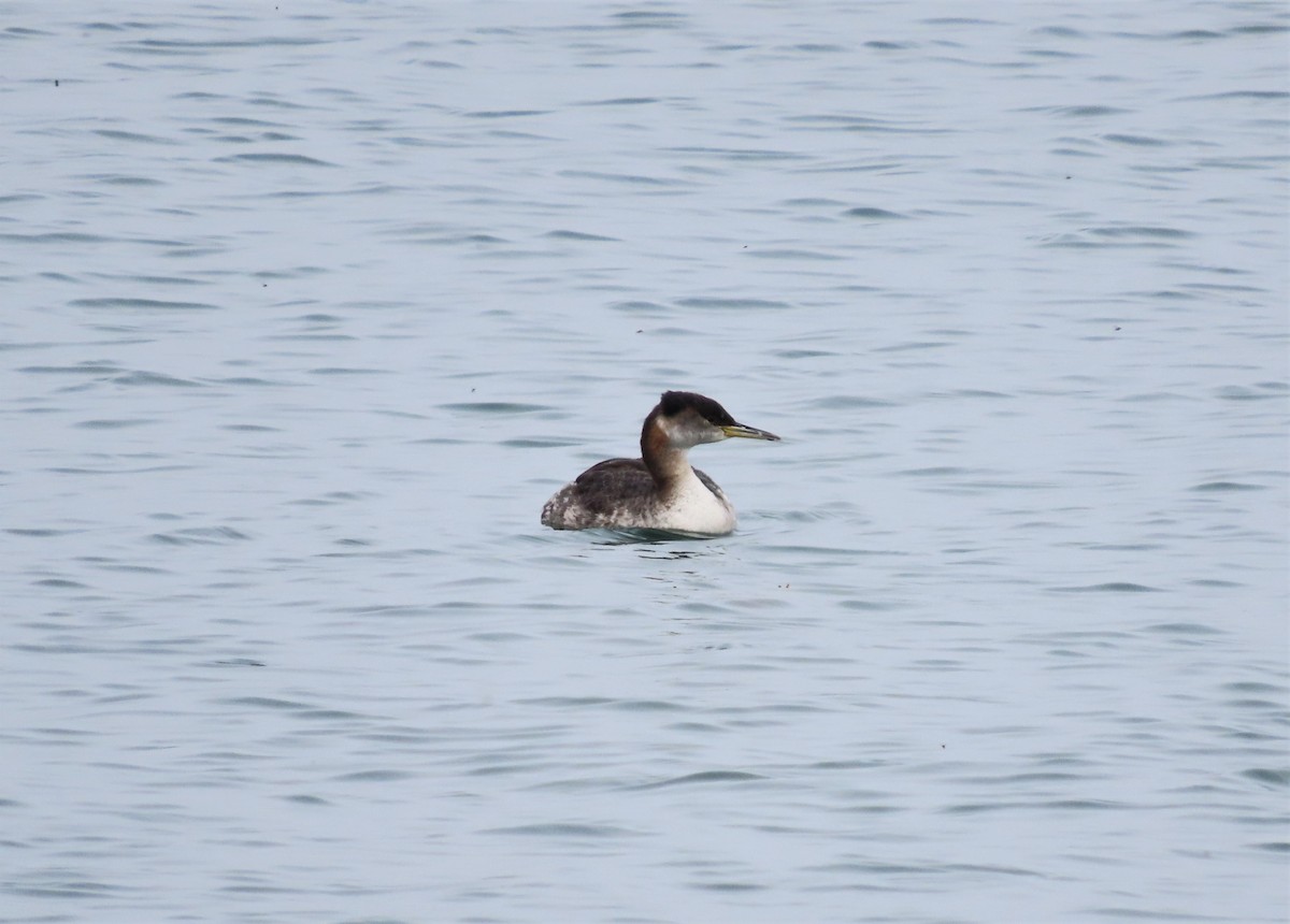 Red-necked Grebe - ML576067871