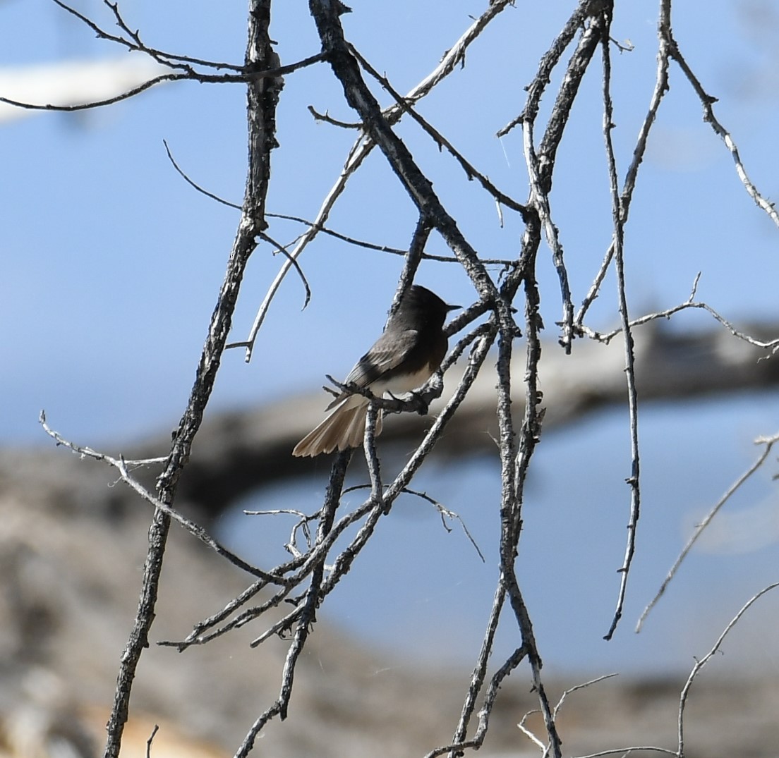 Black Phoebe - ML576067921