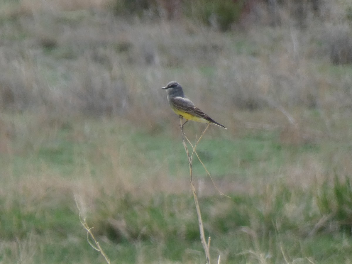 Cassin's Kingbird - ML576068021