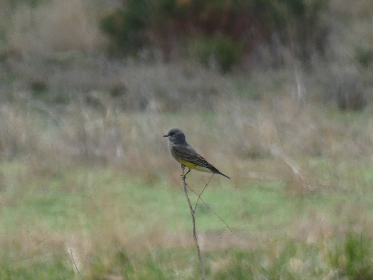 Cassin's Kingbird - ML576068061