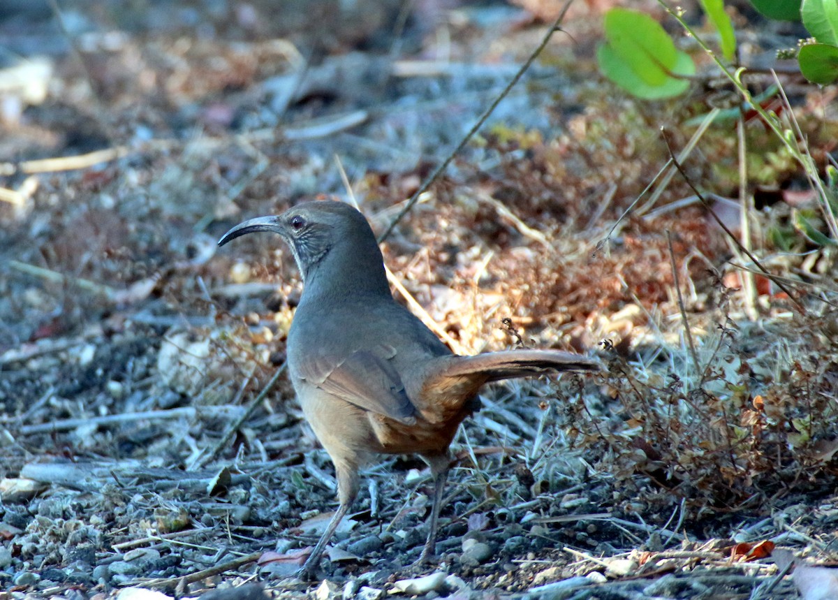 California Thrasher - ML576069381