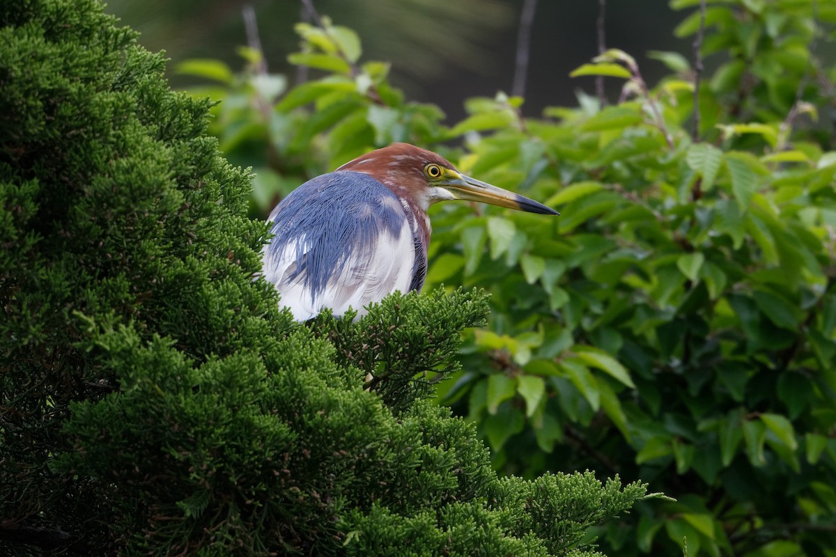 Chinese Pond-Heron - ML576069611