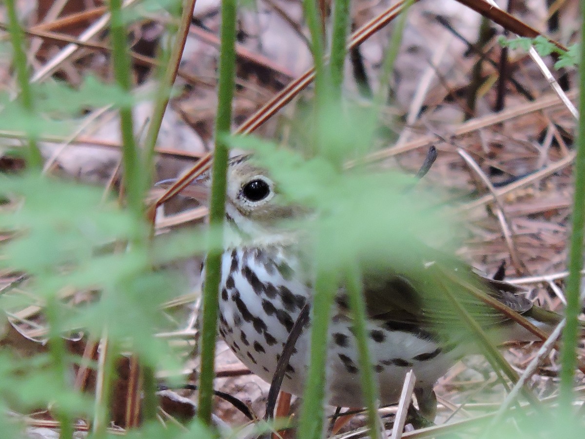 Ovenbird - ML576071411